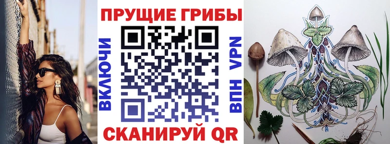 блэк спрут вход  Гатчина  Псилоцибиновые грибы мицелий 