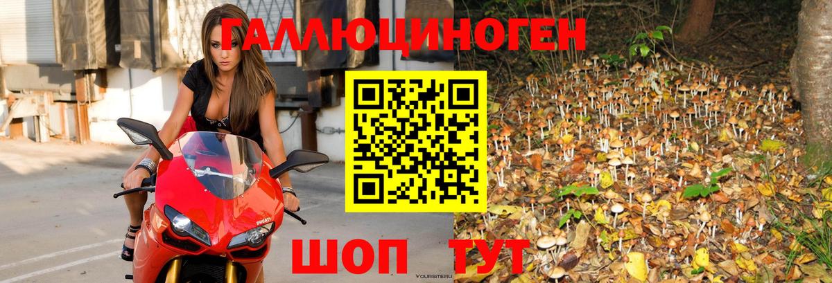 Галлюциногенные грибы Psilocybe Гатчина