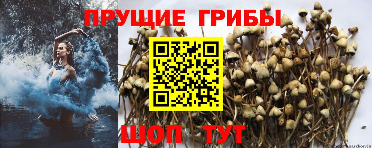 Псилоцибиновые грибы Psilocybine cubensis  Вход с VPN  дарнет шоп  Гатчина 